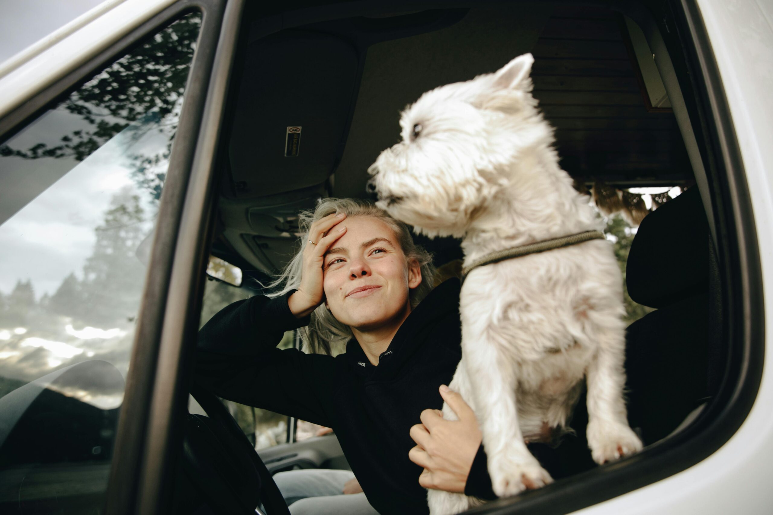 Happy dog in car